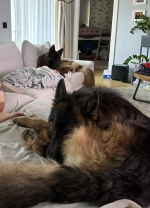 vom Trojangold, hodowla Owczarków Niemieckich Długowłosych