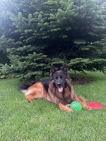 vom Trojangold, hodowla Owczarków Niemieckich Długowłosych