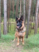 vom Trojangold, hodowla Owczarków Niemieckich Długowłosych