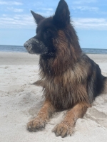 vom Trojangold, hodowla Owczarków Niemieckich Długowłosych