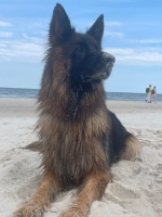 vom Trojangold, hodowla Owczarków Niemieckich Długowłosych