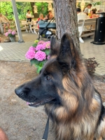 vom Trojangold, hodowla Owczarków Niemieckich Długowłosych