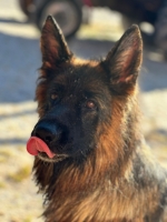 vom Trojangold, hodowla Owczarków Niemieckich Długowłosych