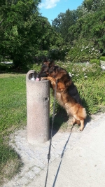 vom Trojangold, hodowla Owczarków Niemieckich Długowłosych