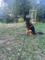 vom Trojangold, hodowla Owczarków Niemieckich Długowłosych