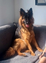 vom Trojangold, hodowla Owczarków Niemieckich Długowłosych