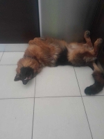 vom Trojangold, hodowla Owczarków Niemieckich Długowłosych