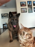 vom Trojangold, hodowla Owczarków Niemieckich Długowłosych