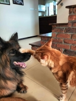 vom Trojangold, hodowla Owczarków Niemieckich Długowłosych