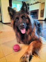 vom Trojangold, hodowla Owczarków Niemieckich Długowłosych