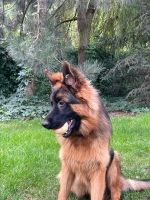 vom Trojangold, hodowla Owczarków Niemieckich Długowłosych