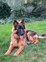 vom Trojangold, hodowla Owczarków Niemieckich Długowłosych