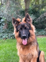 vom Trojangold, hodowla Owczarków Niemieckich Długowłosych