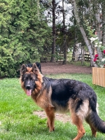 vom Trojangold, hodowla Owczarków Niemieckich Długowłosych