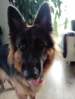 vom Trojangold, hodowla Owczarków Niemieckich Długowłosych