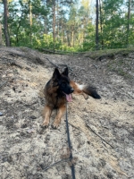 vom Trojangold, hodowla Owczarków Niemieckich Długowłosych