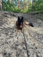 vom Trojangold, hodowla Owczarków Niemieckich Długowłosych