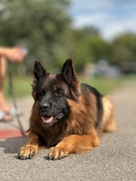 vom Trojangold, hodowla Owczarków Niemieckich Długowłosych