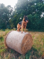 vom Trojangold, hodowla Owczarków Niemieckich Długowłosych