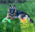 vom Trojangold, hodowla Owczarków Niemieckich Długowłosych