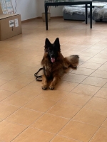 vom Trojangold, hodowla Owczarków Niemieckich Długowłosych