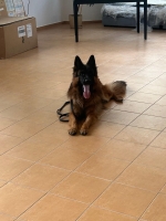 vom Trojangold, hodowla Owczarków Niemieckich Długowłosych