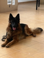 vom Trojangold, hodowla Owczarków Niemieckich Długowłosych