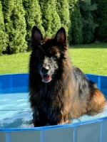 vom Trojangold, hodowla Owczarków Niemieckich Długowłosych