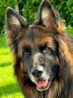 vom Trojangold, hodowla Owczarków Niemieckich Długowłosych