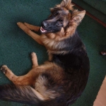 vom Trojangold, hodowla Owczarków Niemieckich Długowłosych