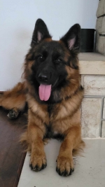 vom Trojangold, hodowla Owczarków Niemieckich Długowłosych