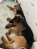 vom Trojangold, hodowla Owczarków Niemieckich Długowłosych