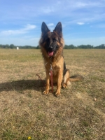 vom Trojangold, hodowla Owczarków Niemieckich Długowłosych