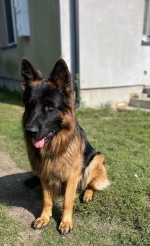 vom Trojangold, hodowla Owczarków Niemieckich Długowłosych