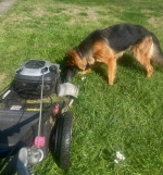 vom Trojangold, hodowla Owczarków Niemieckich Długowłosych