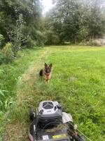 vom Trojangold, hodowla Owczarków Niemieckich Długowłosych