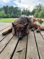 vom Trojangold, hodowla Owczarków Niemieckich Długowłosych