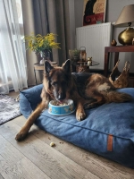 vom Trojangold, hodowla Owczarków Niemieckich Długowłosych