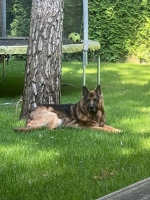 vom Trojangold, hodowla Owczarków Niemieckich Długowłosych