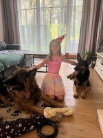 vom Trojangold, hodowla Owczarków Niemieckich Długowłosych