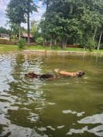 vom Trojangold, hodowla Owczarków Niemieckich Długowłosych