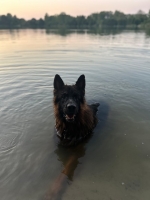 vom Trojangold, hodowla Owczarków Niemieckich Długowłosych