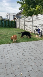 vom Trojangold, hodowla Owczarków Niemieckich Długowłosych