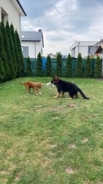 vom Trojangold, hodowla Owczarków Niemieckich Długowłosych