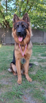 vom Trojangold, hodowla Owczarków Niemieckich Długowłosych