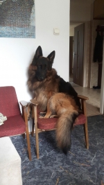 vom Trojangold, hodowla Owczarków Niemieckich Długowłosych