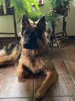 vom Trojangold, hodowla Owczarków Niemieckich Długowłosych