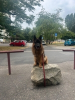 vom Trojangold, hodowla Owczarków Niemieckich Długowłosych