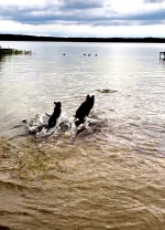 vom Trojangold, hodowla Owczarków Niemieckich Długowłosych