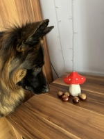 vom Trojangold, hodowla Owczarków Niemieckich Długowłosych